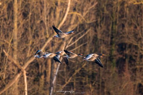 Graugänse - Greylag geese