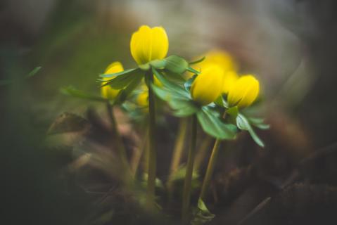 Winterlinge - Eranthis