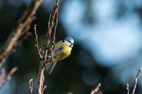 Blaumeise - Blue tit