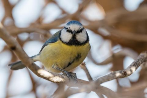 Blaumeise - Blue tit