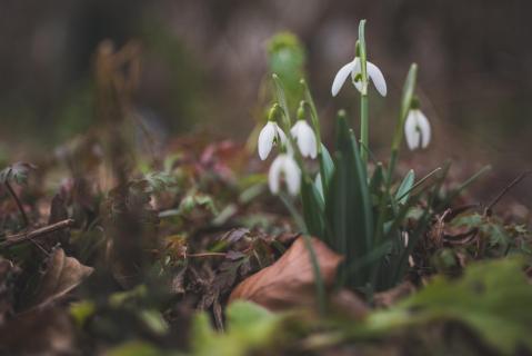 Schneeglöckchen - Snowdrops