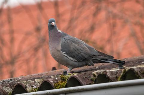 Ringeltaube - Common wood pigeon