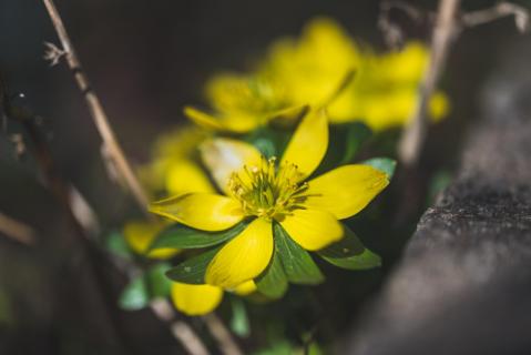 Winterlinge - Eranthis