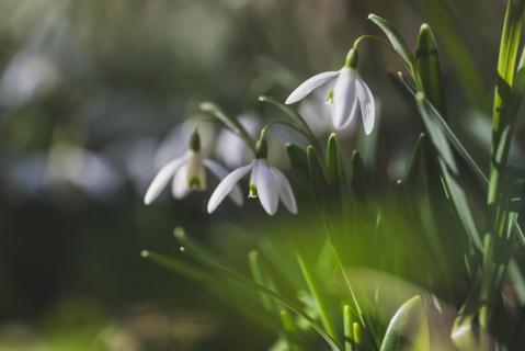 Schneeglöckchen - Snowdrops