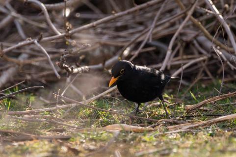 Amsel - Black bird