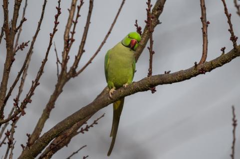 Halsbandsittich - Rose-ringed parakeet