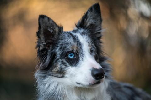 Blue eye