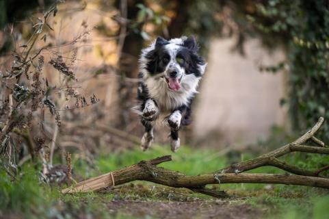Flieg, Mallow, flieg! - Fly, Mallow, fly!