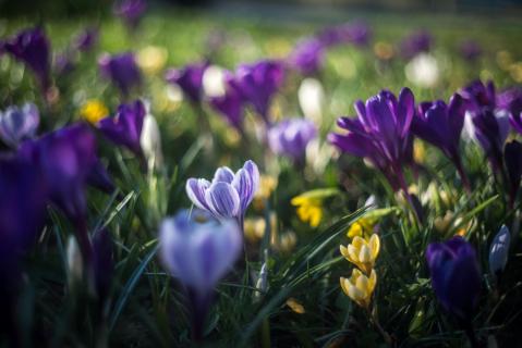Krokusse - Crocus