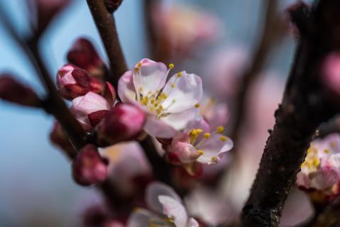 Aprikosenblüte - Apricot blossom