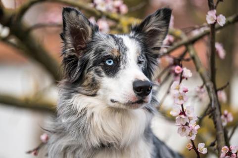 Aprikosen-Nala - Apricot Nala