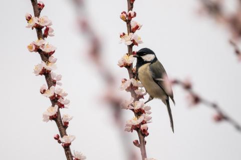 Kohlmeise - Great tit