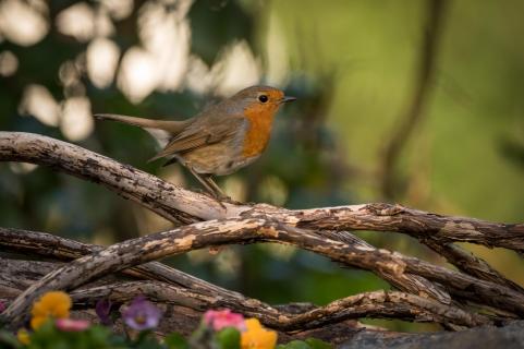 Rotkehlchen - Robin