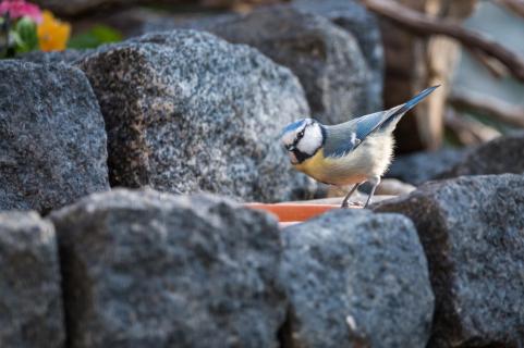 Blaumeise - Blue tit