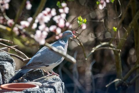 Ringeltaube - Wood pigeon