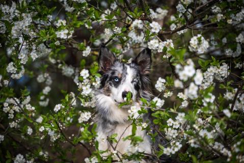 Schneewittchen - Snow White