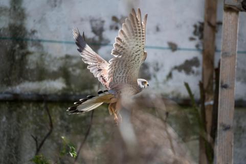 Turmfalke - Common kestrel