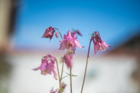 Akelei - Columbine
