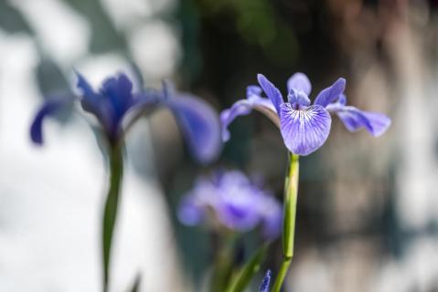 Sumpfiris - Iris versicolor