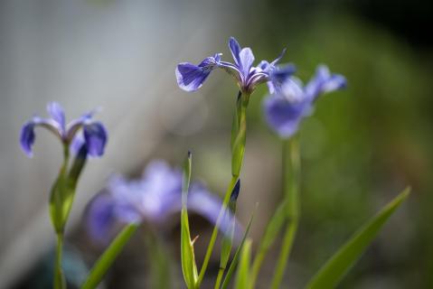 Sumpfiris - Iris versicolor
