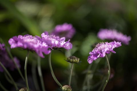 Witwenblume-Skabiose - Scabiosa