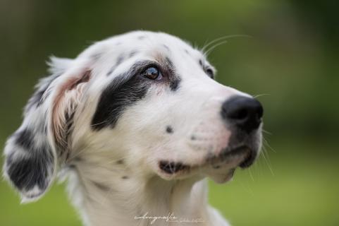 Lotta