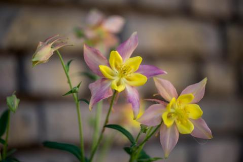 Akelei - Columbine