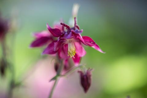 Akelei - Columbine