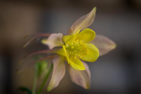 Akelei - Columbine