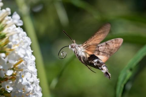 Taubenschwänzchen - Hummingbird hawk-moth