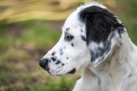 Die Setterseite - The setter side