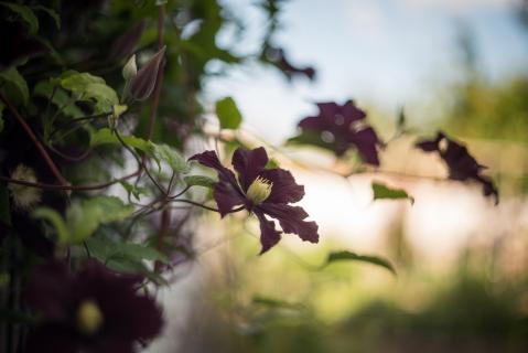Clematis 