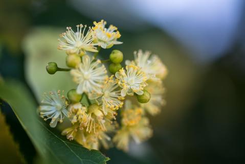 Lindenblüten - Tilia flowers