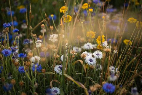 Sommerwiese - Summer meadow