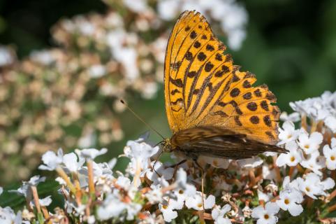 Kaisermantel - Silver-washed fritillary