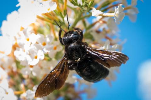 Blaue Holzbiene - Violet carpenter bee