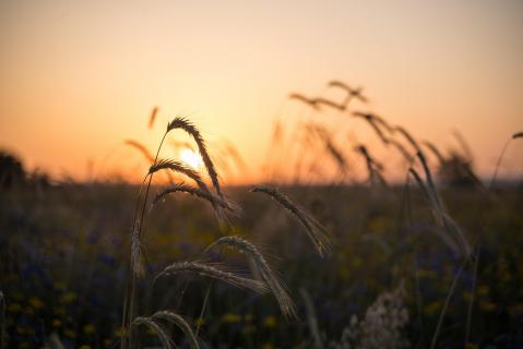 Sommer-Sonnenuntergang - Summer sunset