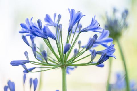 Agapanthus