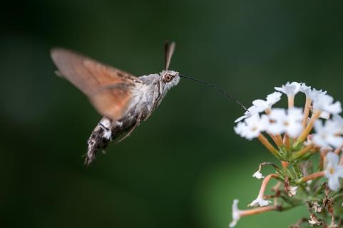 Taubenschwänzchen - Taubenschwänzchen - Hummingbird hawk-mot