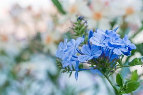 Blaue Sommerträume - Blue summer dream