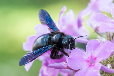 Blaue Holzbiene - Violet carpenter bee
