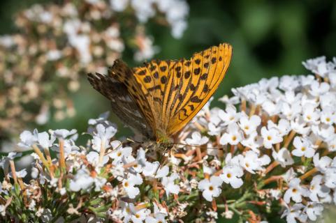 Kaisermantel - Silver-washed fritillary
