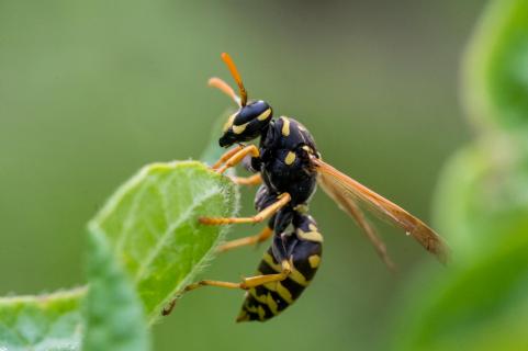 Wespe - Wasp