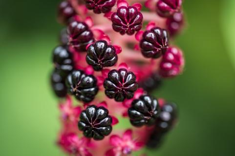 Kermesbeere - Phytolacca