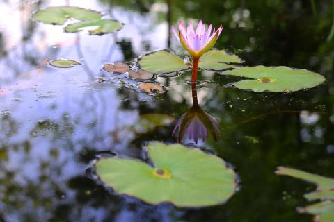 Spiegelung Seerose