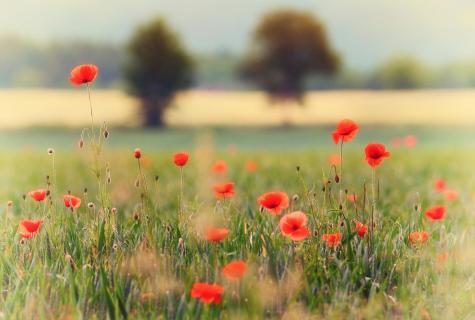 trees and poppies