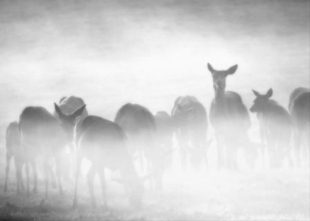 Rehe im Nebel