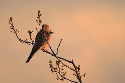 Turmfalke im Abendlicht