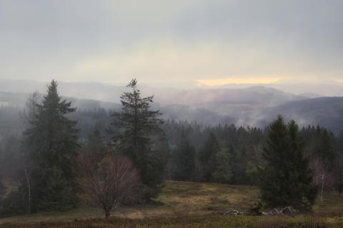 Nebel in der Hochheide