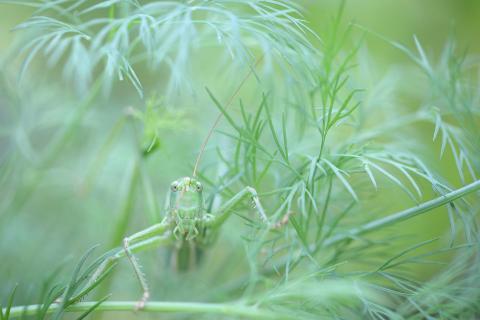 Heupferd im Dill